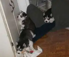 3 cachorros husky siberianospara adopcion