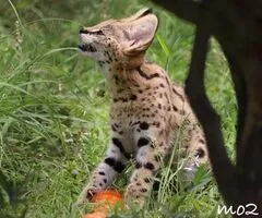 Gatitos serval disponibles para la venta