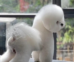 Cachorros BICHON FRISE